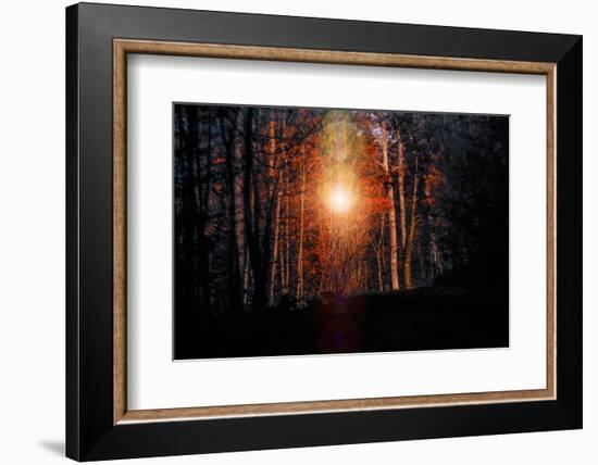 Autumn forest at sundown, Stuttgart, Baden-Wurttemberg, Germany [M]-Michael Hartmann-Framed Photographic Print