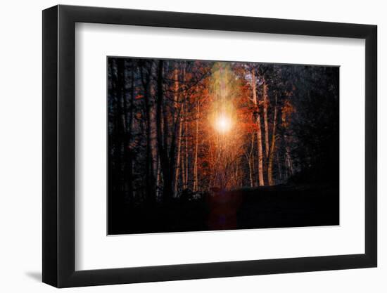 Autumn forest at sundown, Stuttgart, Baden-Wurttemberg, Germany [M]-Michael Hartmann-Framed Photographic Print