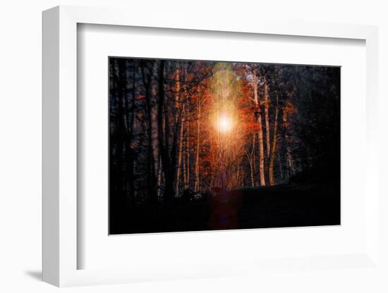 Autumn forest at sundown, Stuttgart, Baden-Wurttemberg, Germany [M]-Michael Hartmann-Framed Photographic Print