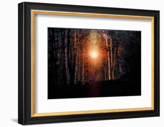 Autumn forest at sundown, Stuttgart, Baden-Wurttemberg, Germany [M]-Michael Hartmann-Framed Photographic Print