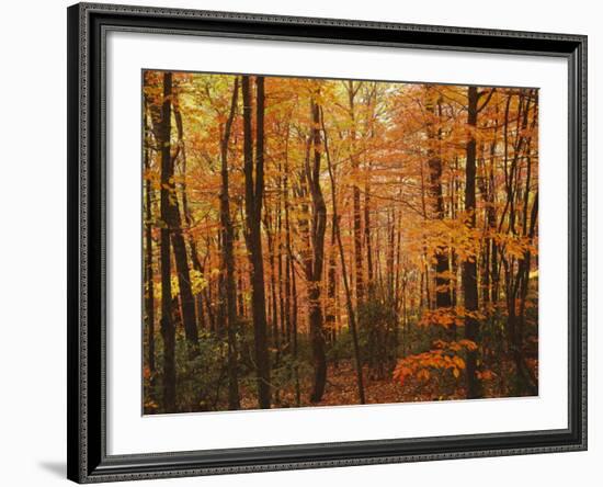 Autumn forest, Blue Ridge Parkway, Virginia, USA-Charles Gurche-Framed Photographic Print