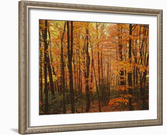 Autumn forest, Blue Ridge Parkway, Virginia, USA-Charles Gurche-Framed Photographic Print