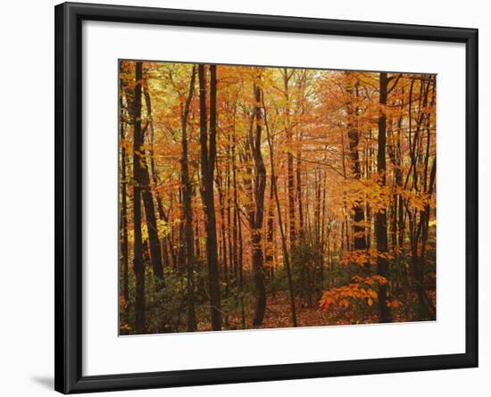 Autumn forest, Blue Ridge Parkway, Virginia, USA-Charles Gurche-Framed Photographic Print