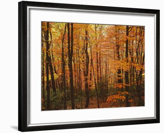 Autumn forest, Blue Ridge Parkway, Virginia, USA-Charles Gurche-Framed Photographic Print