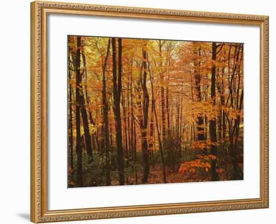 Autumn forest, Blue Ridge Parkway, Virginia, USA-Charles Gurche-Framed Photographic Print