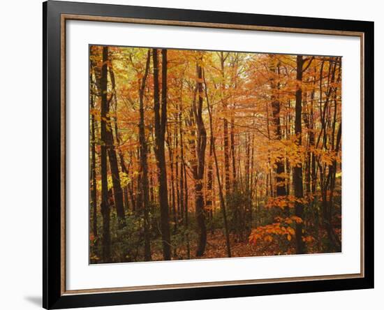 Autumn forest, Blue Ridge Parkway, Virginia, USA-Charles Gurche-Framed Photographic Print