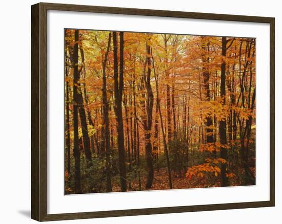 Autumn forest, Blue Ridge Parkway, Virginia, USA-Charles Gurche-Framed Photographic Print