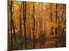 Autumn forest, Blue Ridge Parkway, Virginia, USA-Charles Gurche-Mounted Photographic Print