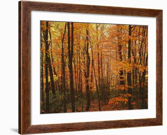 Autumn forest, Blue Ridge Parkway, Virginia, USA-Charles Gurche-Framed Photographic Print