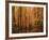 Autumn forest, Blue Ridge Parkway, Virginia, USA-Charles Gurche-Framed Photographic Print