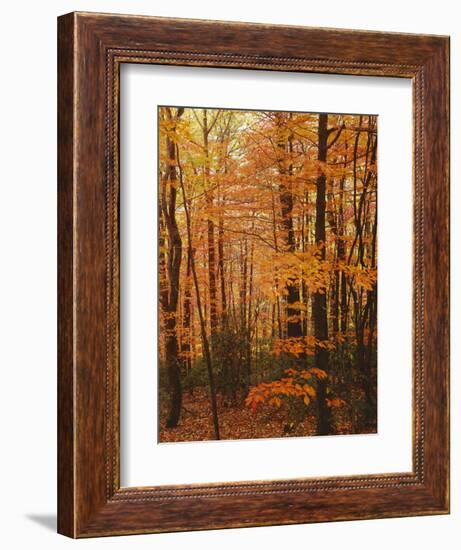 Autumn forest, Blue Ridge Parkway, Virginia, USA-Charles Gurche-Framed Photographic Print