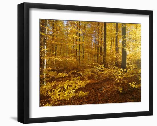 Autumn Forest Colourful Foliage in Beech Forest-null-Framed Photographic Print