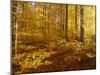 Autumn Forest Colourful Foliage in Beech Forest-null-Mounted Photographic Print