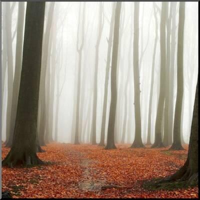 Autumn Forest Floor Art Print Photoinc Studio Art Com