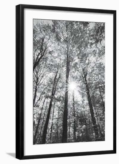 Autumn Forest I-Alan Majchrowicz-Framed Photo