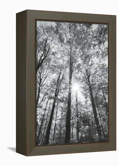 Autumn Forest I-Alan Majchrowicz-Framed Stretched Canvas