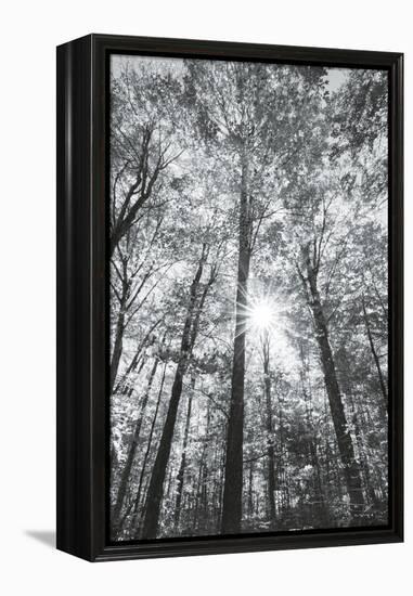 Autumn Forest I-Alan Majchrowicz-Framed Stretched Canvas