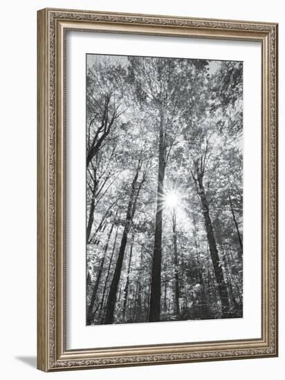 Autumn Forest I-Alan Majchrowicz-Framed Photo