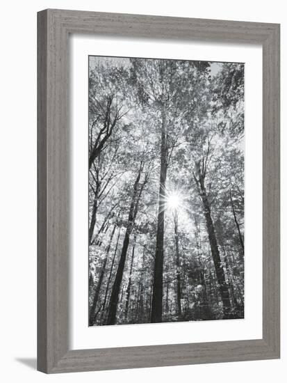 Autumn Forest I-Alan Majchrowicz-Framed Photo