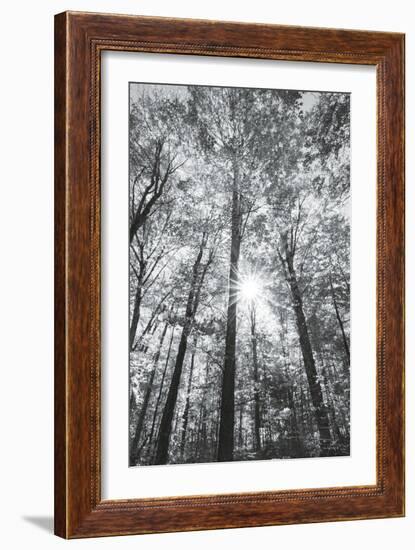 Autumn Forest I-Alan Majchrowicz-Framed Photo