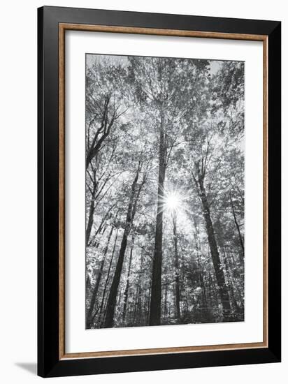 Autumn Forest I-Alan Majchrowicz-Framed Photo