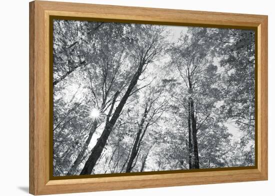 Autumn Forest III-Alan Majchrowicz-Framed Stretched Canvas