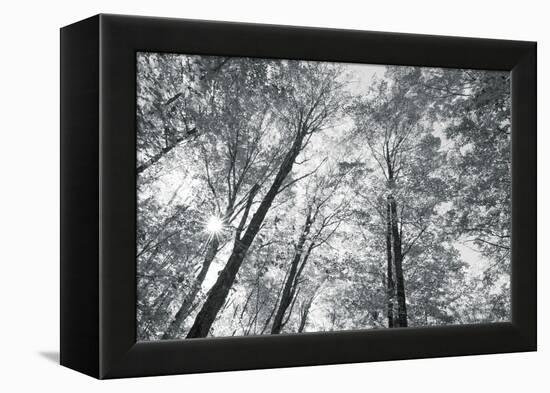 Autumn Forest III-Alan Majchrowicz-Framed Stretched Canvas