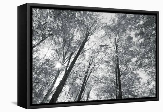 Autumn Forest III-Alan Majchrowicz-Framed Stretched Canvas