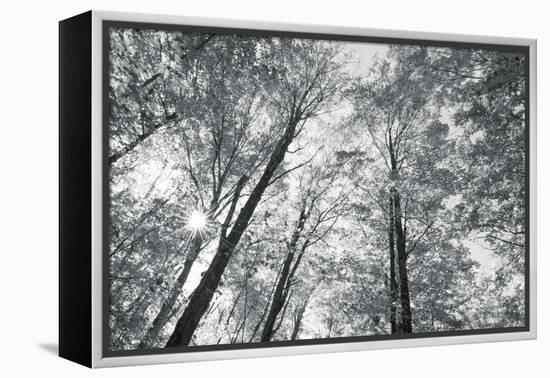 Autumn Forest III-Alan Majchrowicz-Framed Stretched Canvas