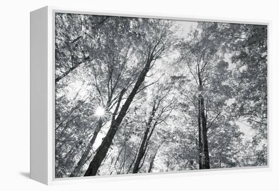 Autumn Forest III-Alan Majchrowicz-Framed Stretched Canvas