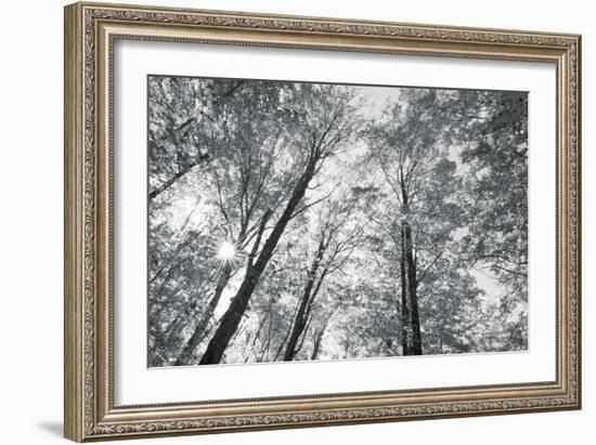 Autumn Forest III-Alan Majchrowicz-Framed Photo