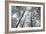 Autumn Forest III-Alan Majchrowicz-Framed Photo