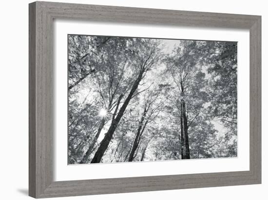 Autumn Forest III-Alan Majchrowicz-Framed Photo