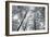 Autumn Forest III-Alan Majchrowicz-Framed Photo