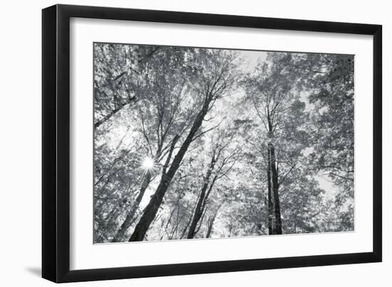 Autumn Forest III-Alan Majchrowicz-Framed Photo