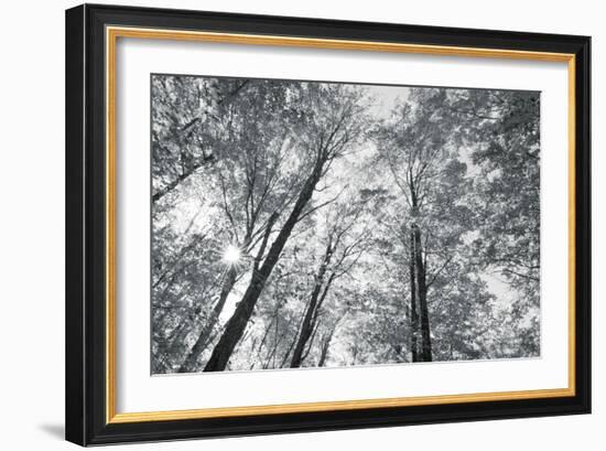 Autumn Forest III-Alan Majchrowicz-Framed Photo