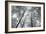 Autumn Forest III-Alan Majchrowicz-Framed Photo