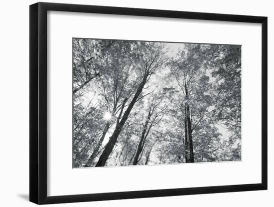 Autumn Forest III-Alan Majchrowicz-Framed Photo