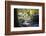 Autumn forest in Brittany-Philippe Manguin-Framed Photographic Print