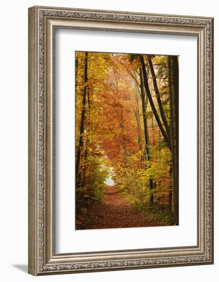 Autumn Forest in the Neckar Valley, Near Villingen-Schwenningen, Baden-Wurttemberg, Germany, Europe-Jochen Schlenker-Framed Photographic Print