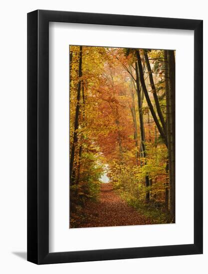 Autumn Forest in the Neckar Valley, Near Villingen-Schwenningen, Baden-Wurttemberg, Germany, Europe-Jochen Schlenker-Framed Photographic Print