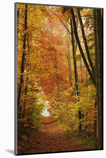 Autumn Forest in the Neckar Valley, Near Villingen-Schwenningen, Baden-Wurttemberg, Germany, Europe-Jochen Schlenker-Mounted Photographic Print