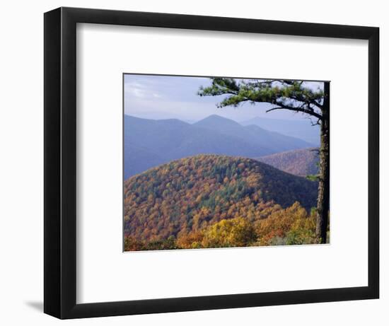 Autumn Forest Landscape Near Loft Mountain, Shenandoah National Park, Virginia, USA-James Green-Framed Photographic Print