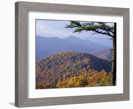 Autumn Forest Landscape Near Loft Mountain, Shenandoah National Park, Virginia, USA-James Green-Framed Photographic Print