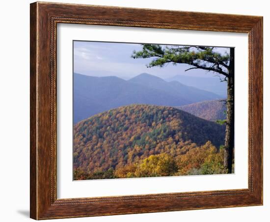 Autumn Forest Landscape Near Loft Mountain, Shenandoah National Park, Virginia, USA-James Green-Framed Photographic Print