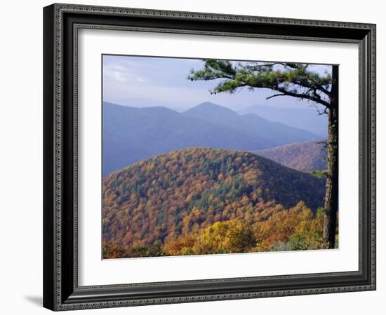 Autumn Forest Landscape Near Loft Mountain, Shenandoah National Park, Virginia, USA-James Green-Framed Photographic Print