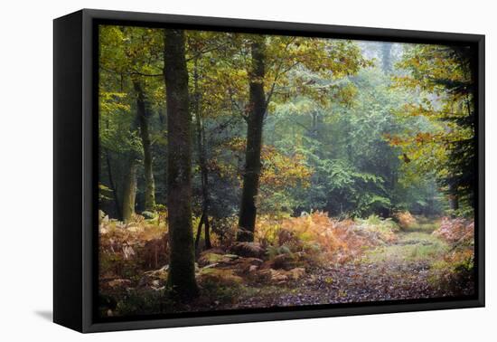 Autumn Forest Leaves-Philippe Manguin-Framed Premier Image Canvas