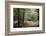 Autumn Forest Leaves-Philippe Manguin-Framed Photographic Print