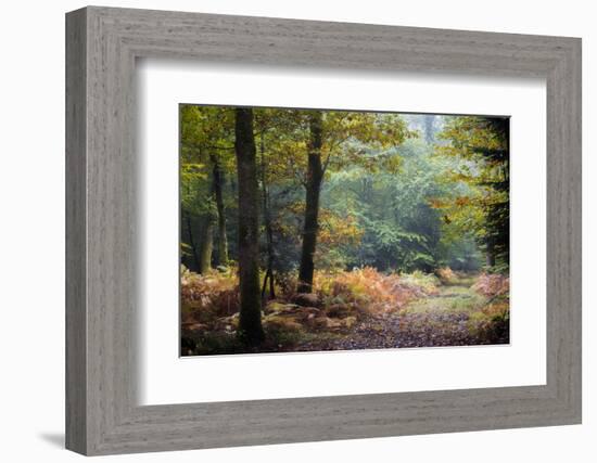 Autumn Forest Leaves-Philippe Manguin-Framed Photographic Print