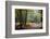 Autumn Forest Leaves-Philippe Manguin-Framed Photographic Print